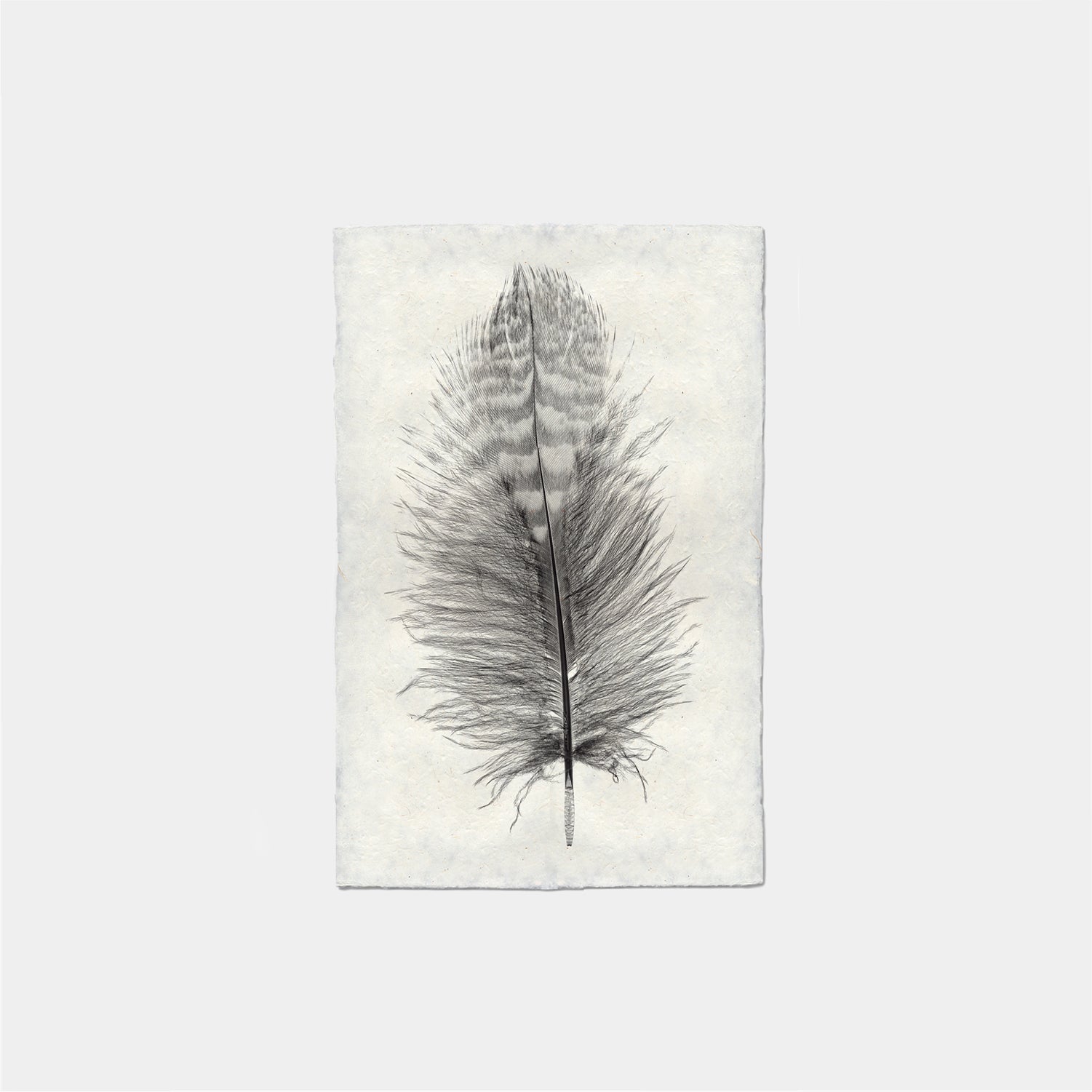 Paper Print Pluma Buho Tucuquere #4112
