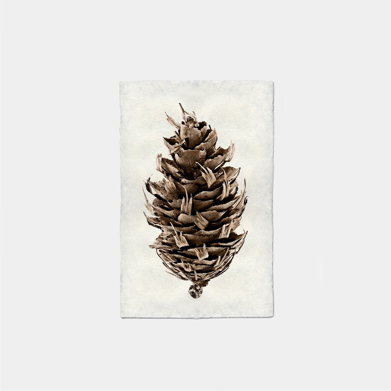Paper Print Douglas Fir