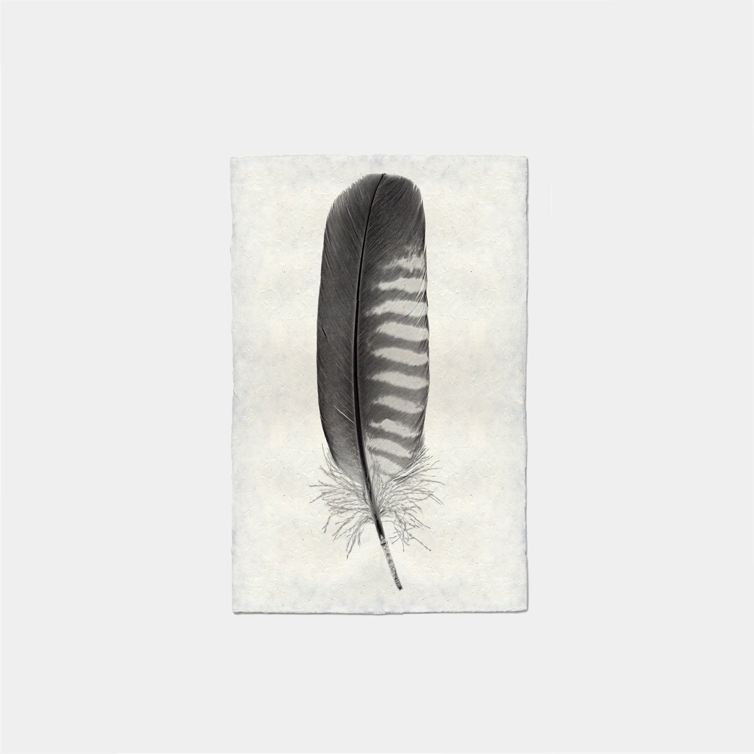Paper Print Pluma Carancho Juvenil #4122