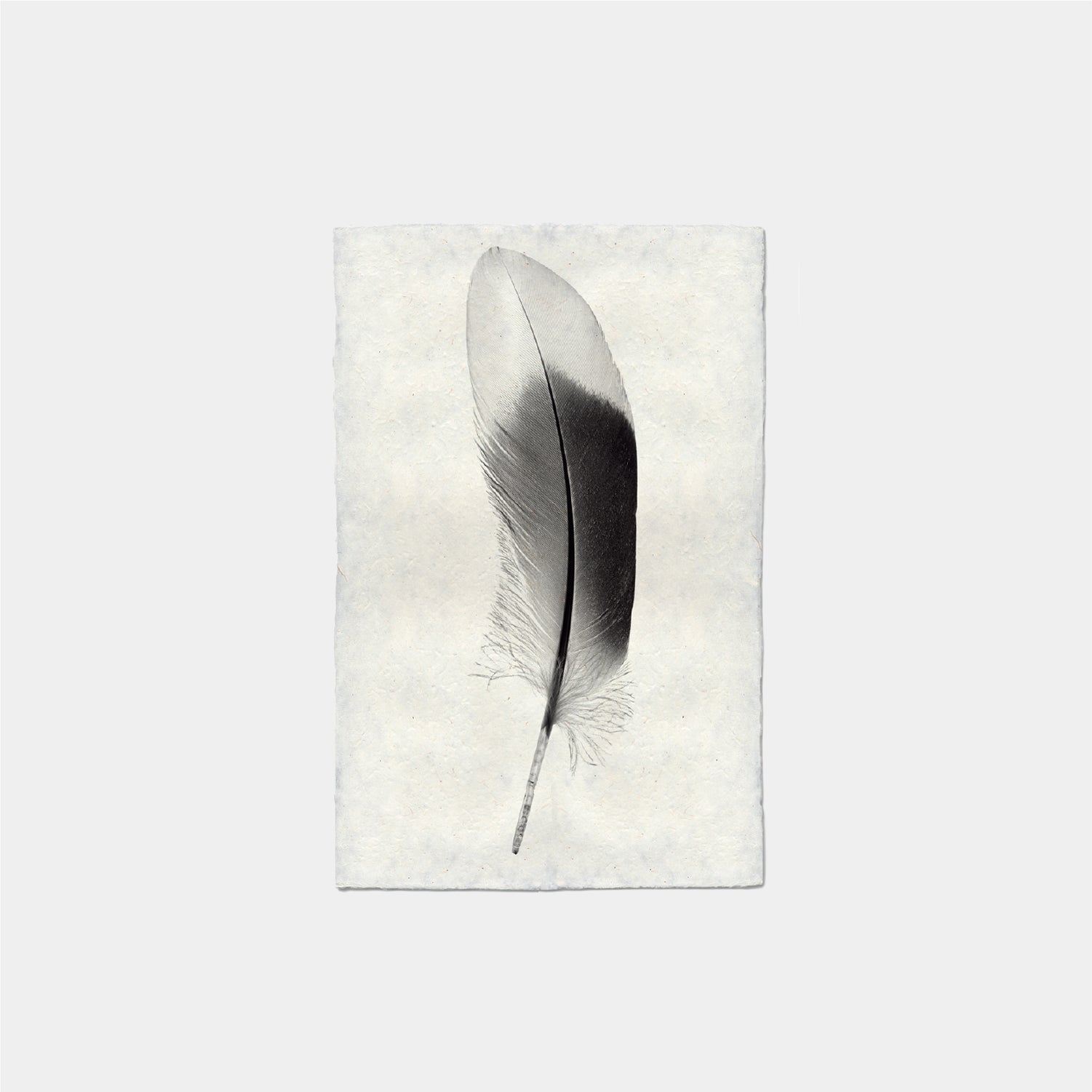 Paper Print Pluma Pato Juarjual