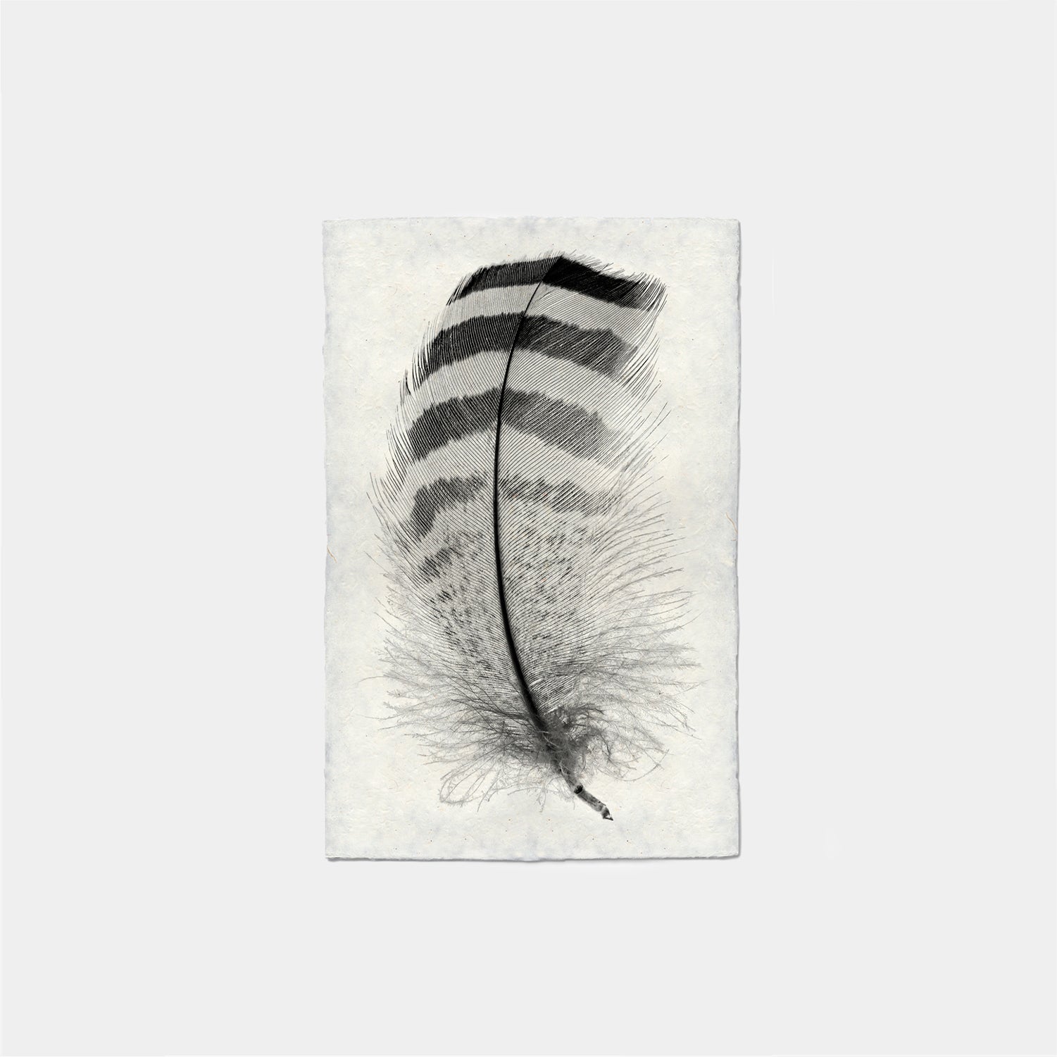 Paper Print Pluma Ganso Caiquen Macho #4130