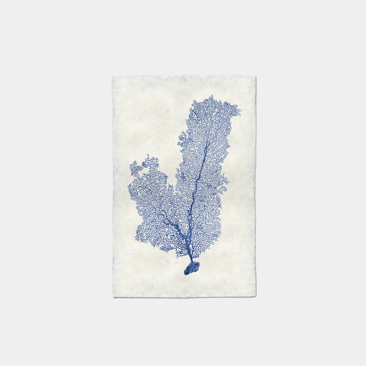 Paper Print Coral Abanico De Mar
