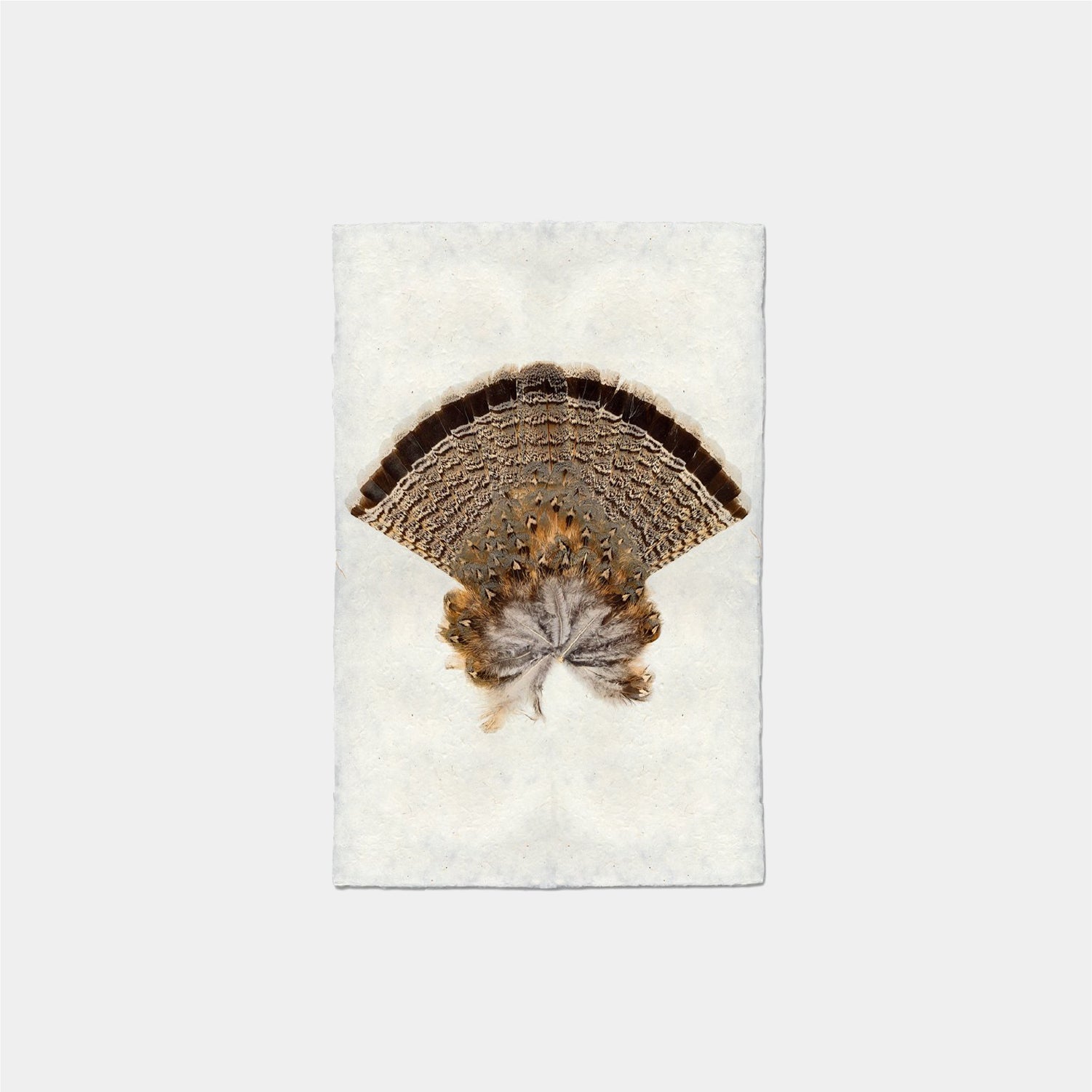 Paper Print Pluma Urogallo Rufo