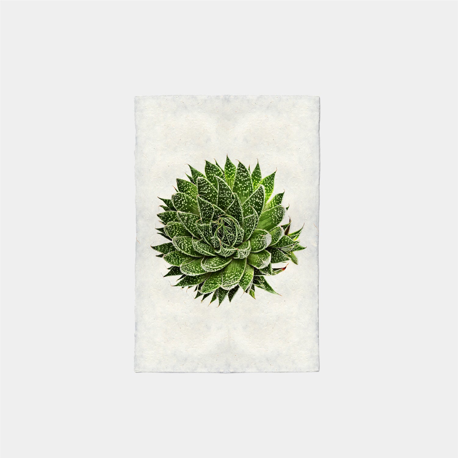 Paper Print Suculenta #10