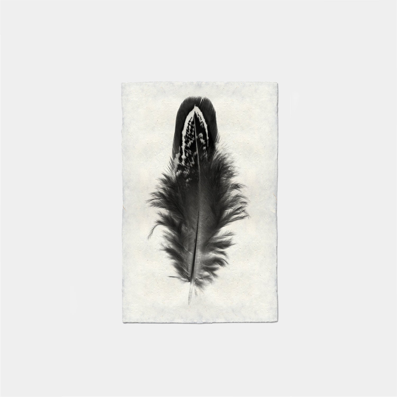 Paper Print Pluma #3