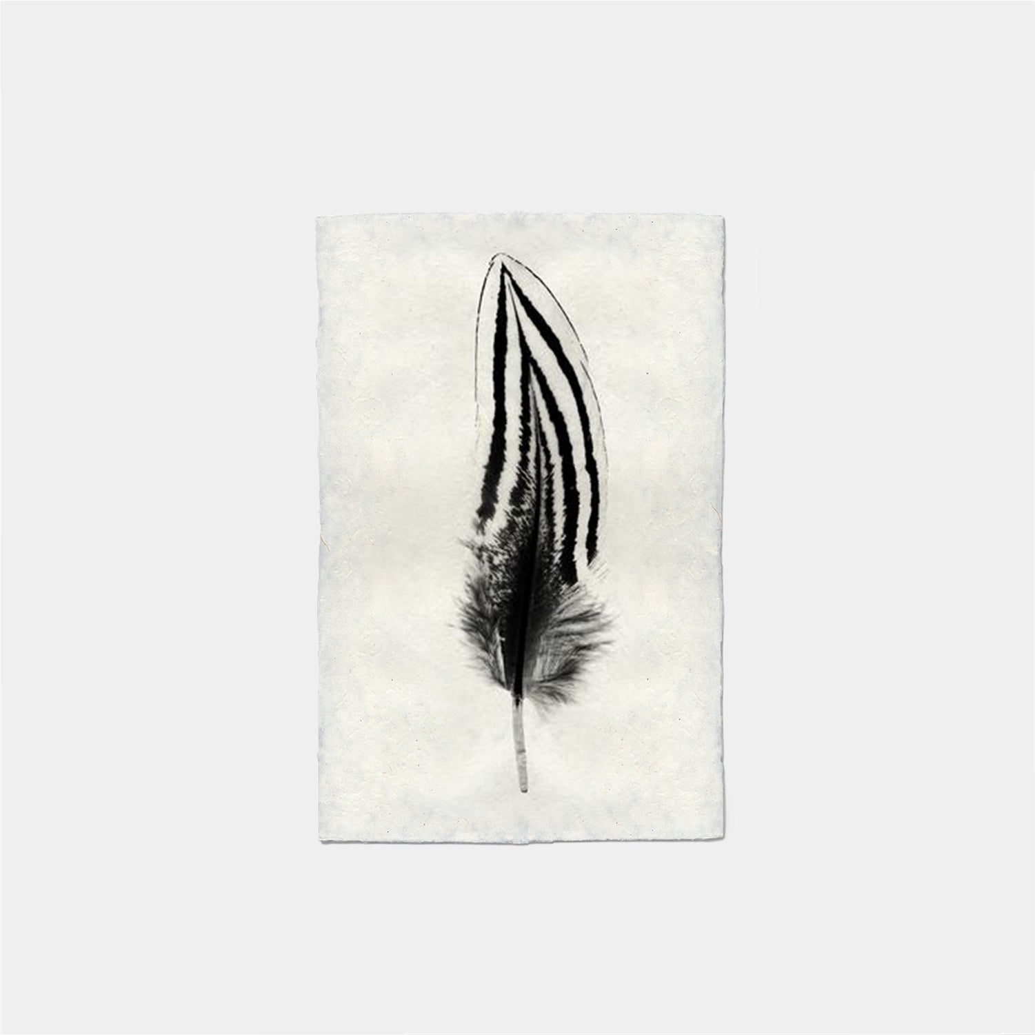 Paper Print Pluma #2