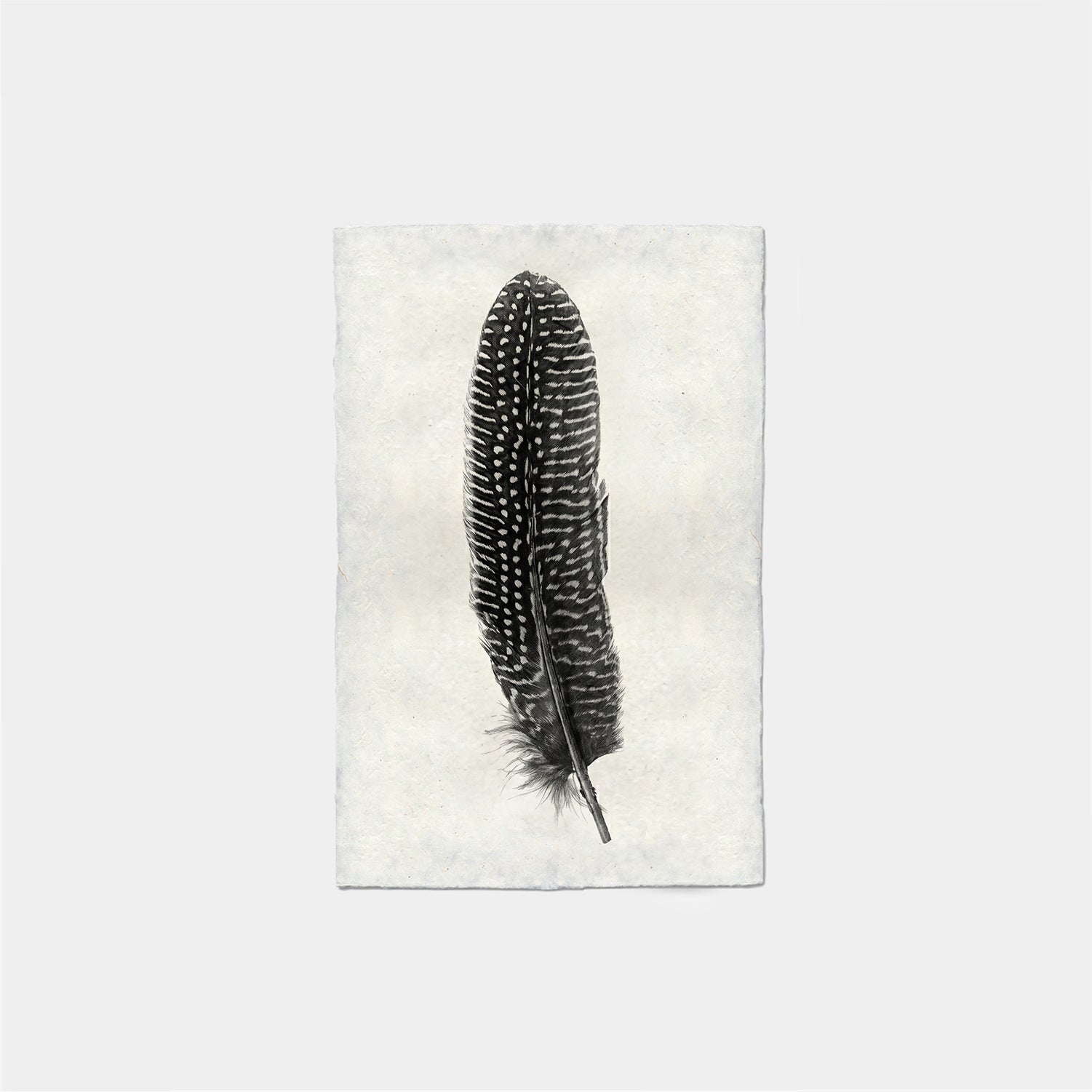 Paper Print Pluma #5
