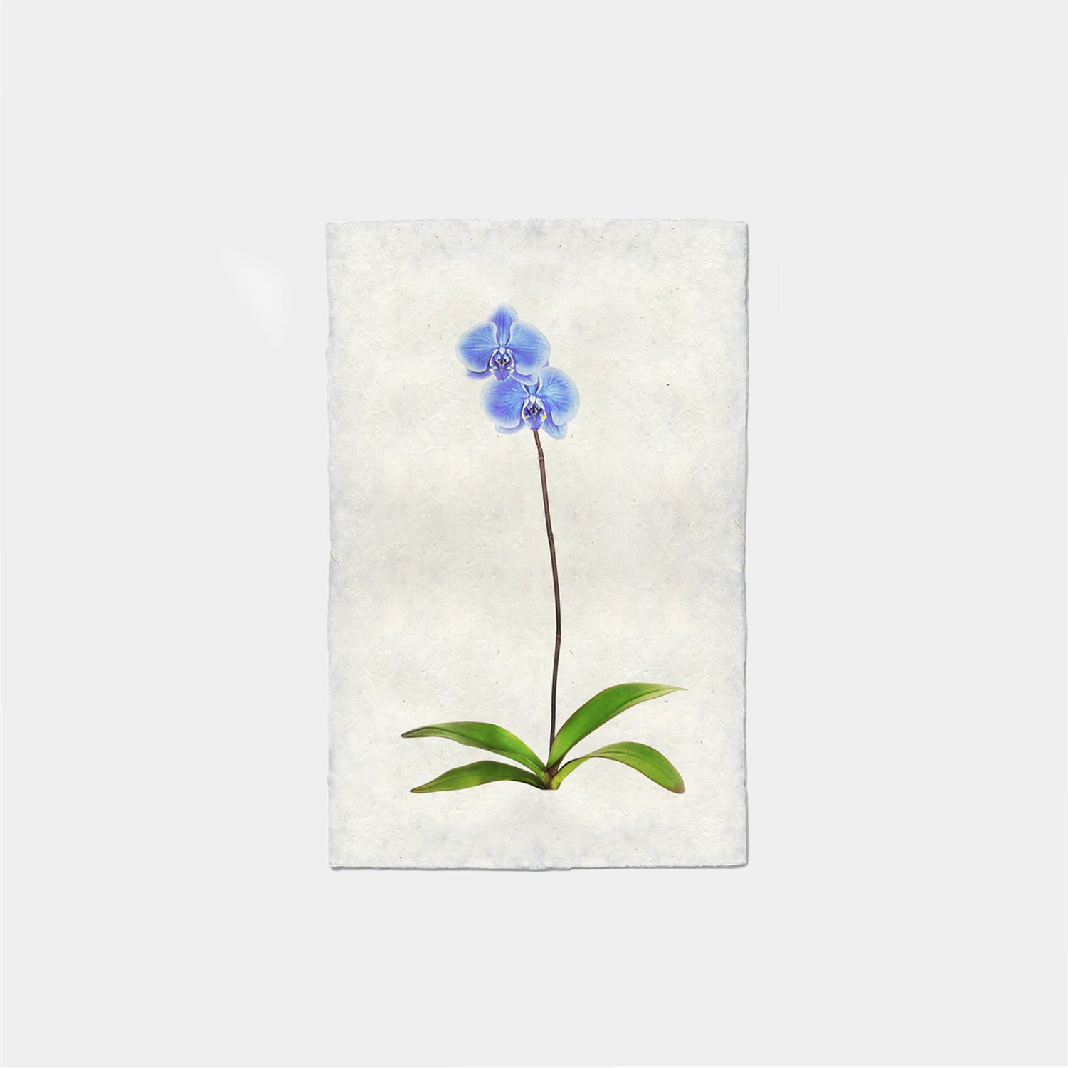 Paper Print Etta