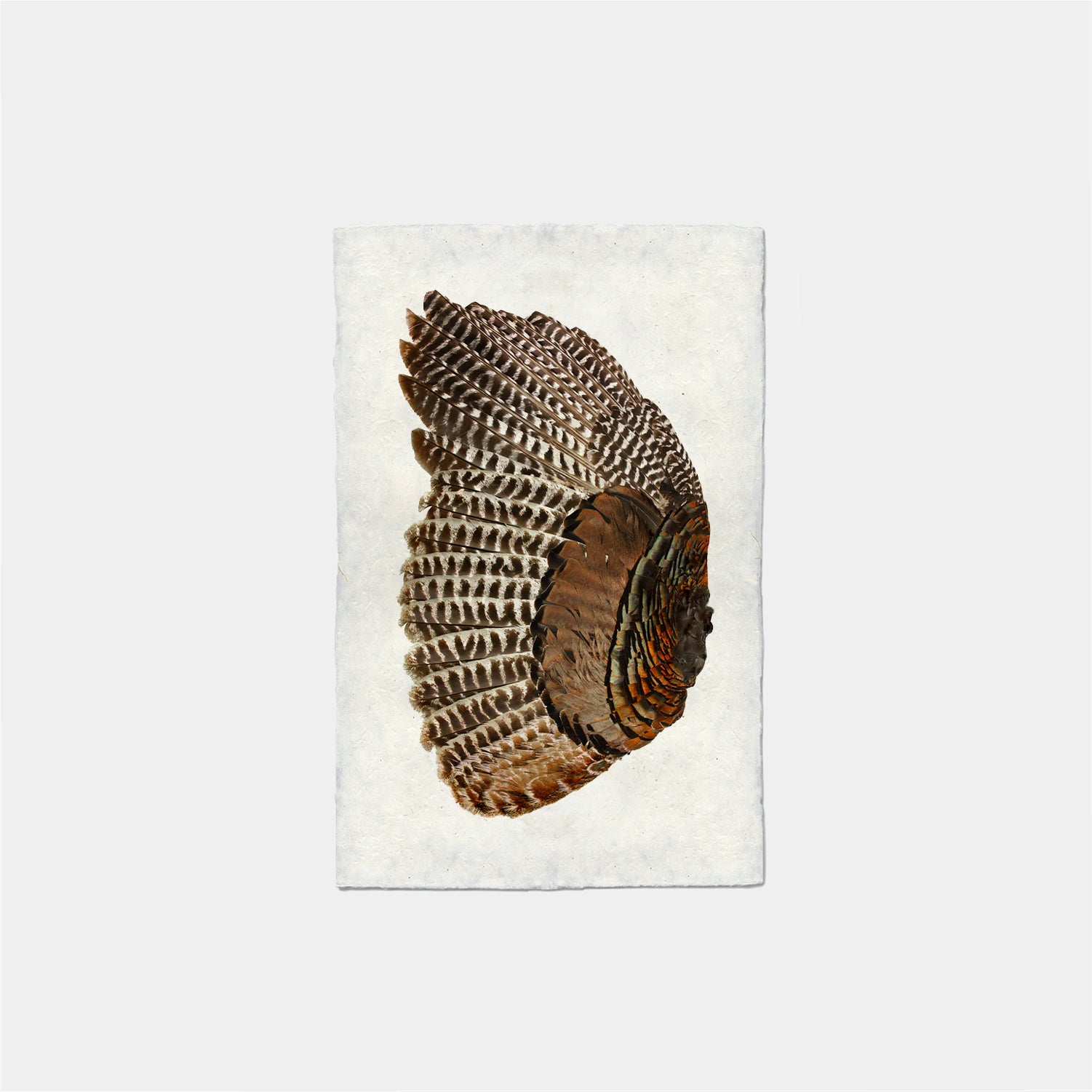 Paper Print Pluma Ala Pavo Izquierda