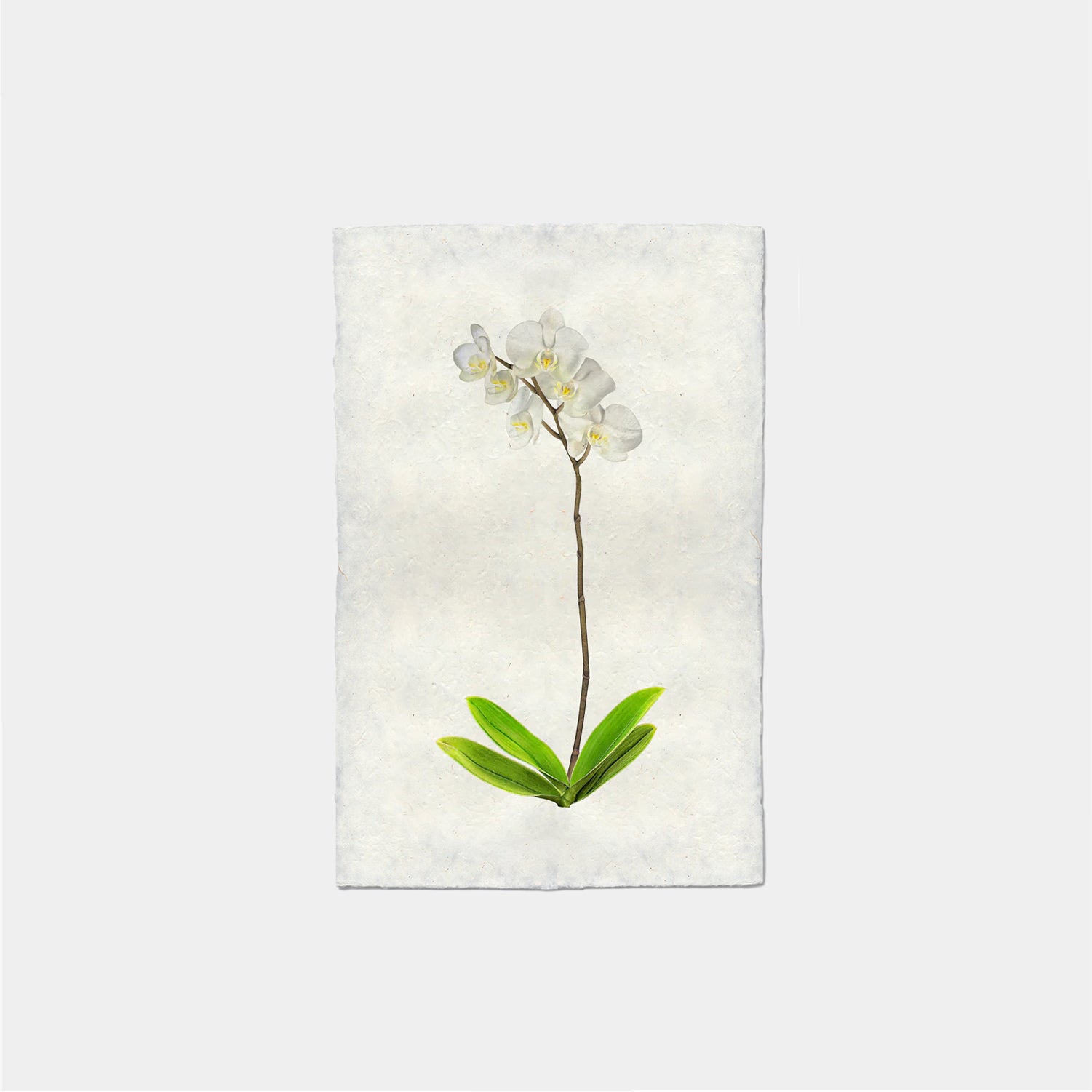 Paper Print Adele