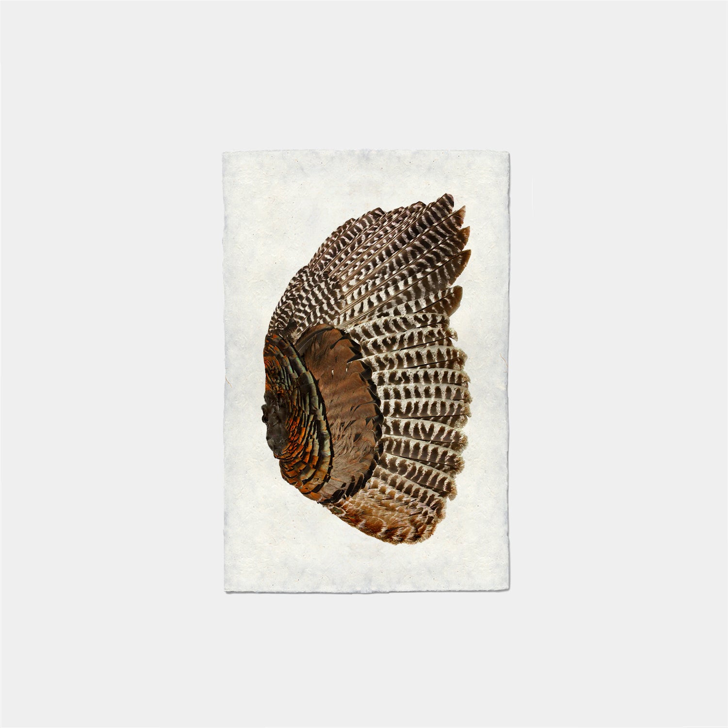 Paper Print Pluma Ala Pavo Derecha