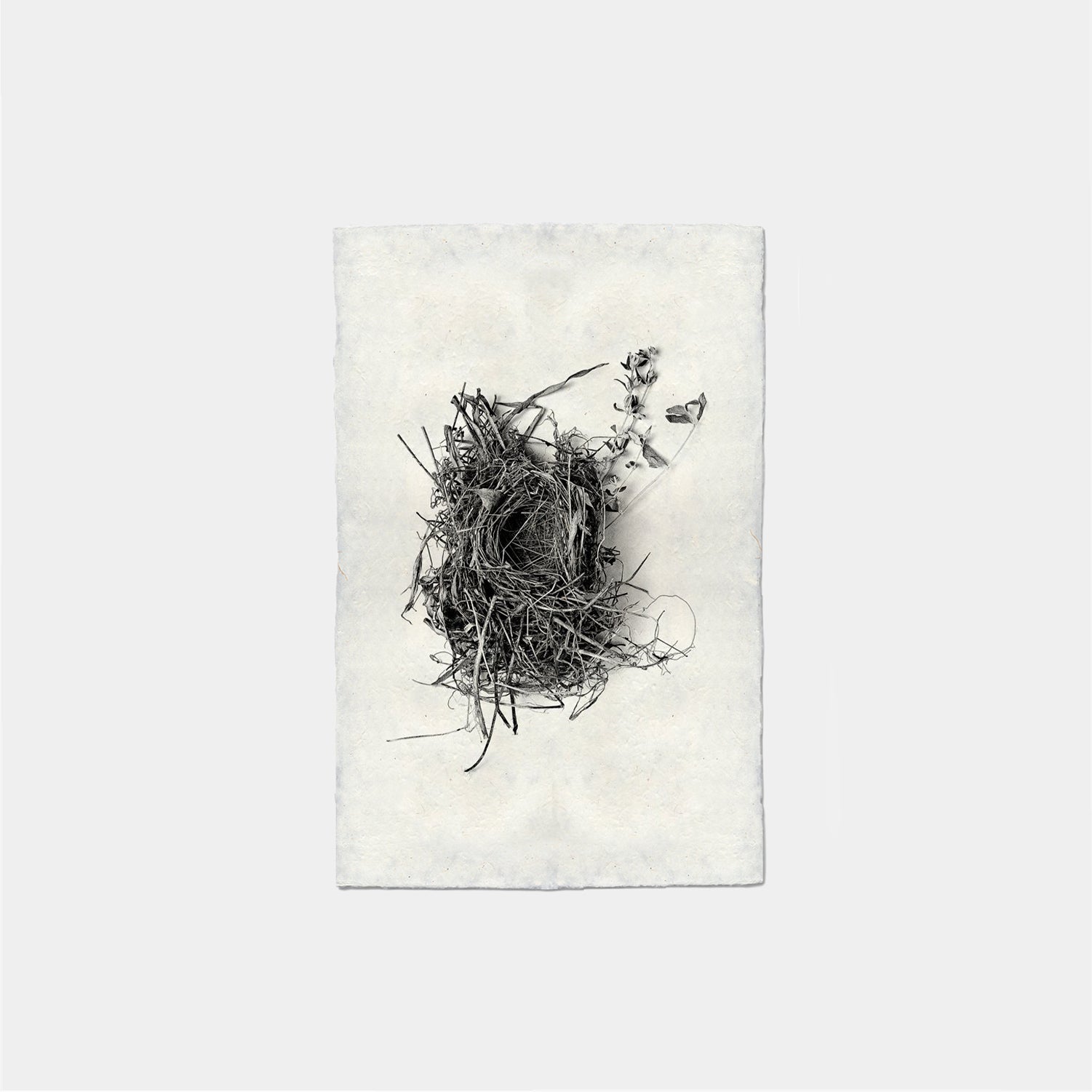 Paper Print Nido #1