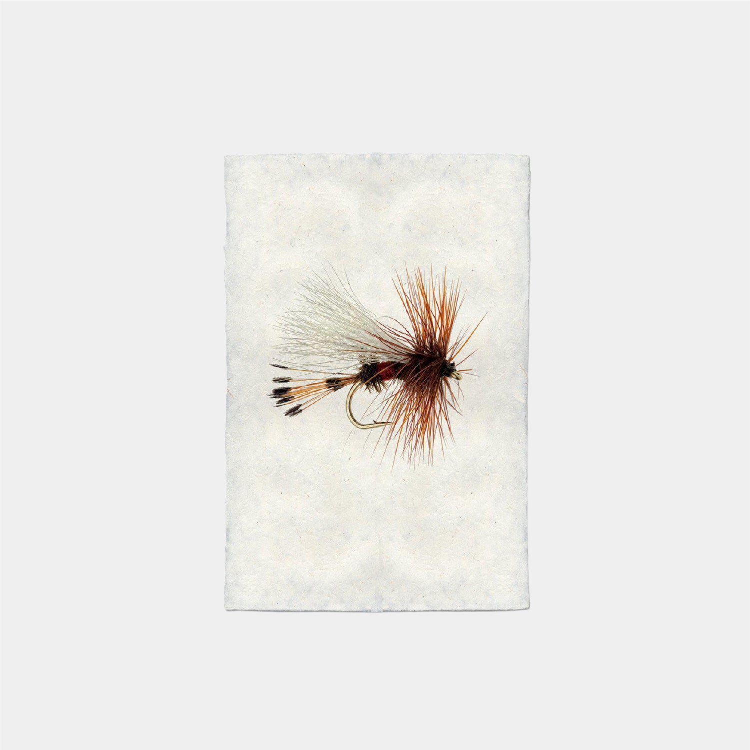 Paper Print Royal Wulff