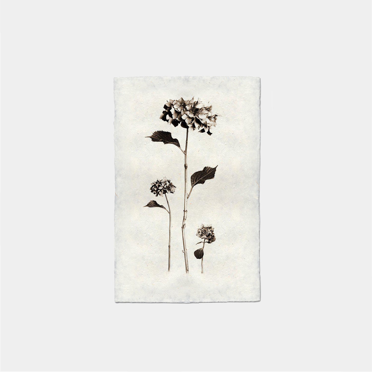 Paper Print Hortensias