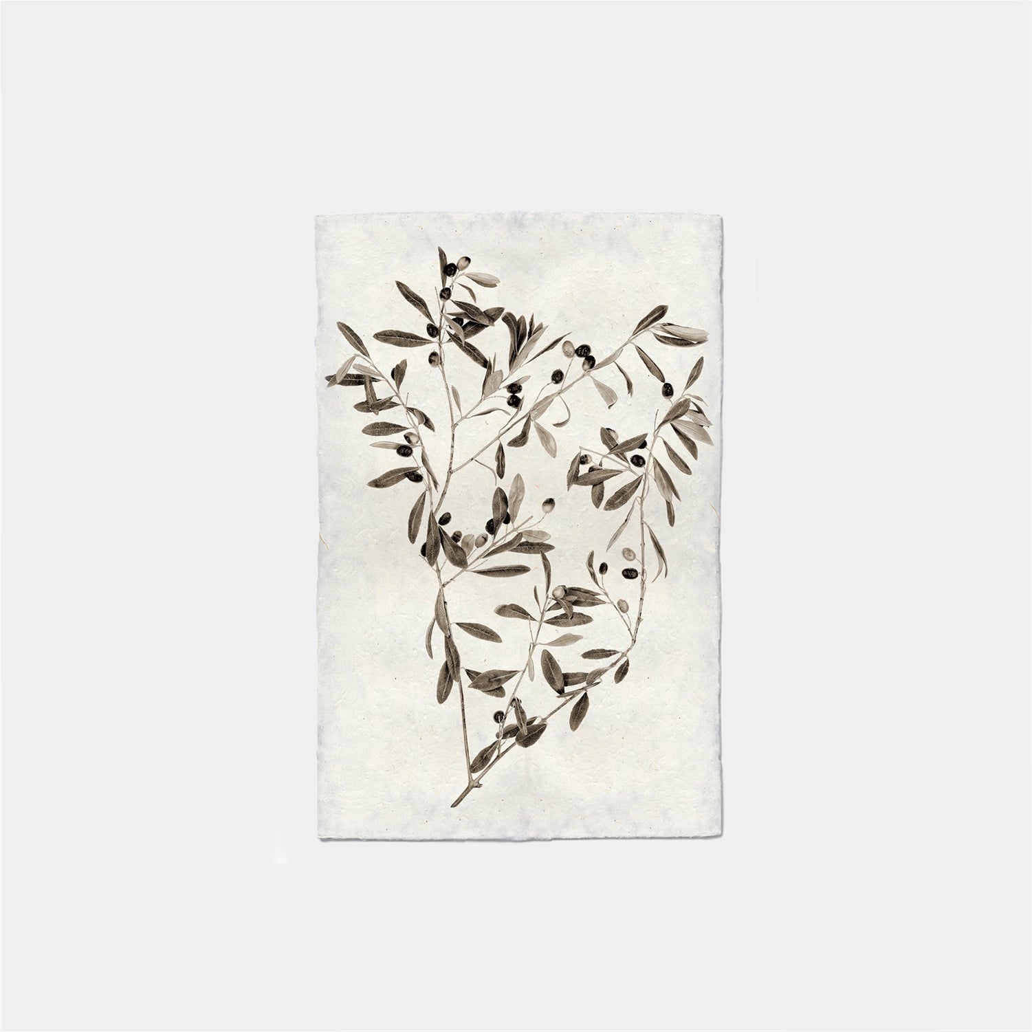 Paper Print Rama De Olivo