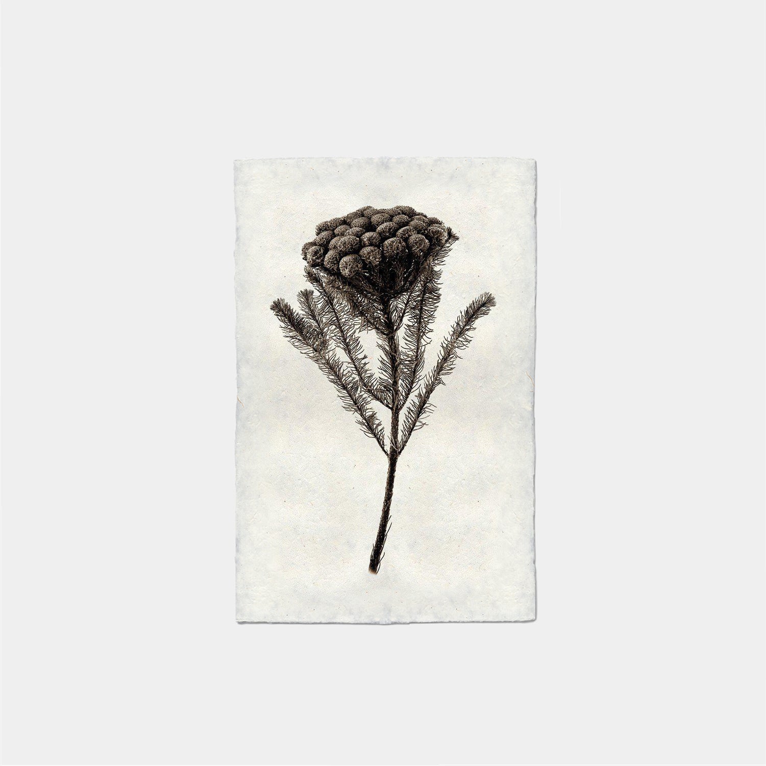 Paper Print Forma De Brunia