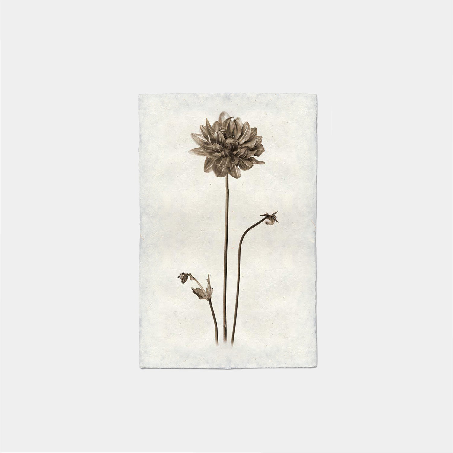Paper Print Dalia Unica
