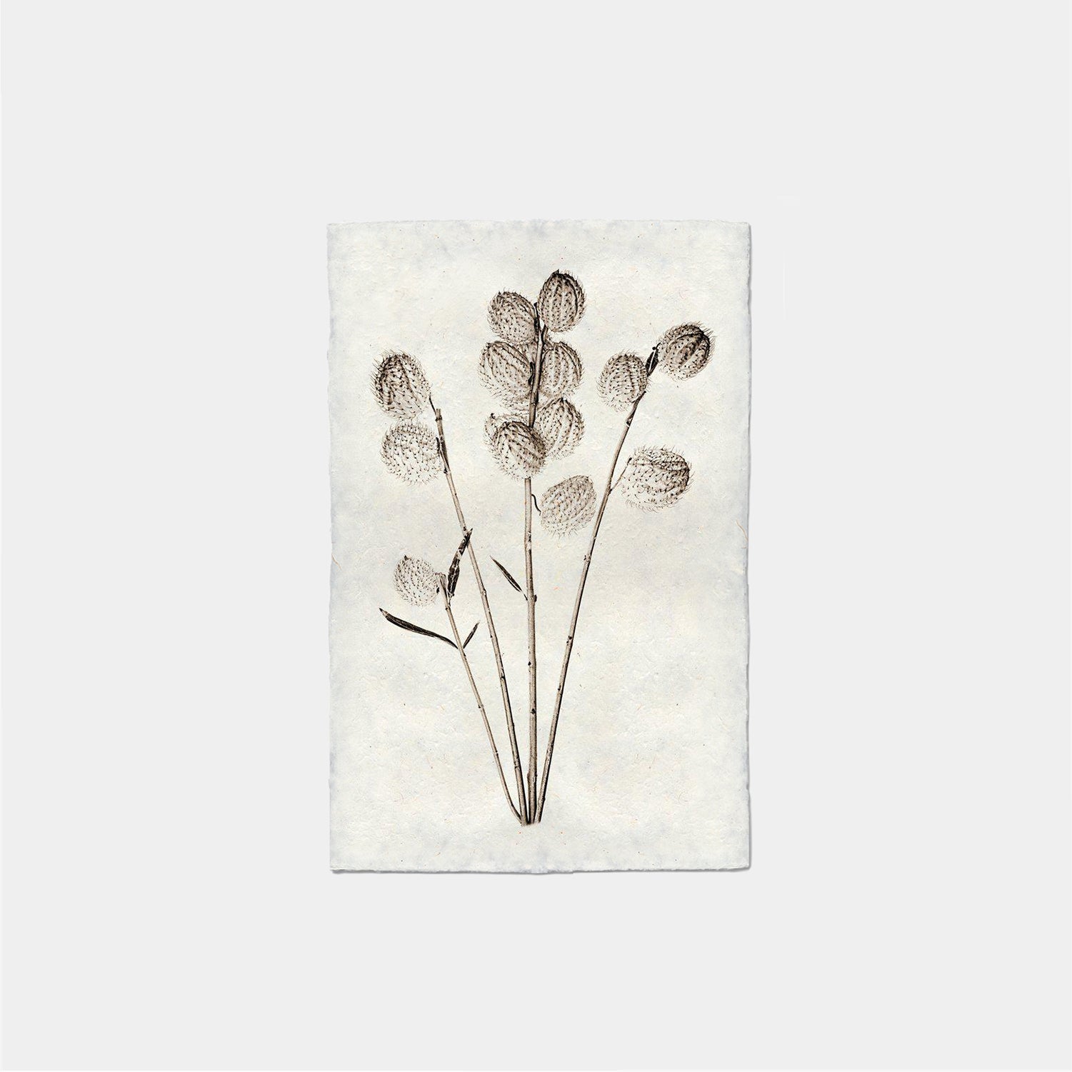 Paper Print Algodon