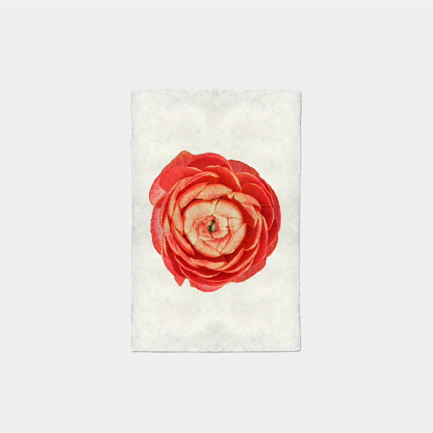 Paper Print Ranunculus Coral