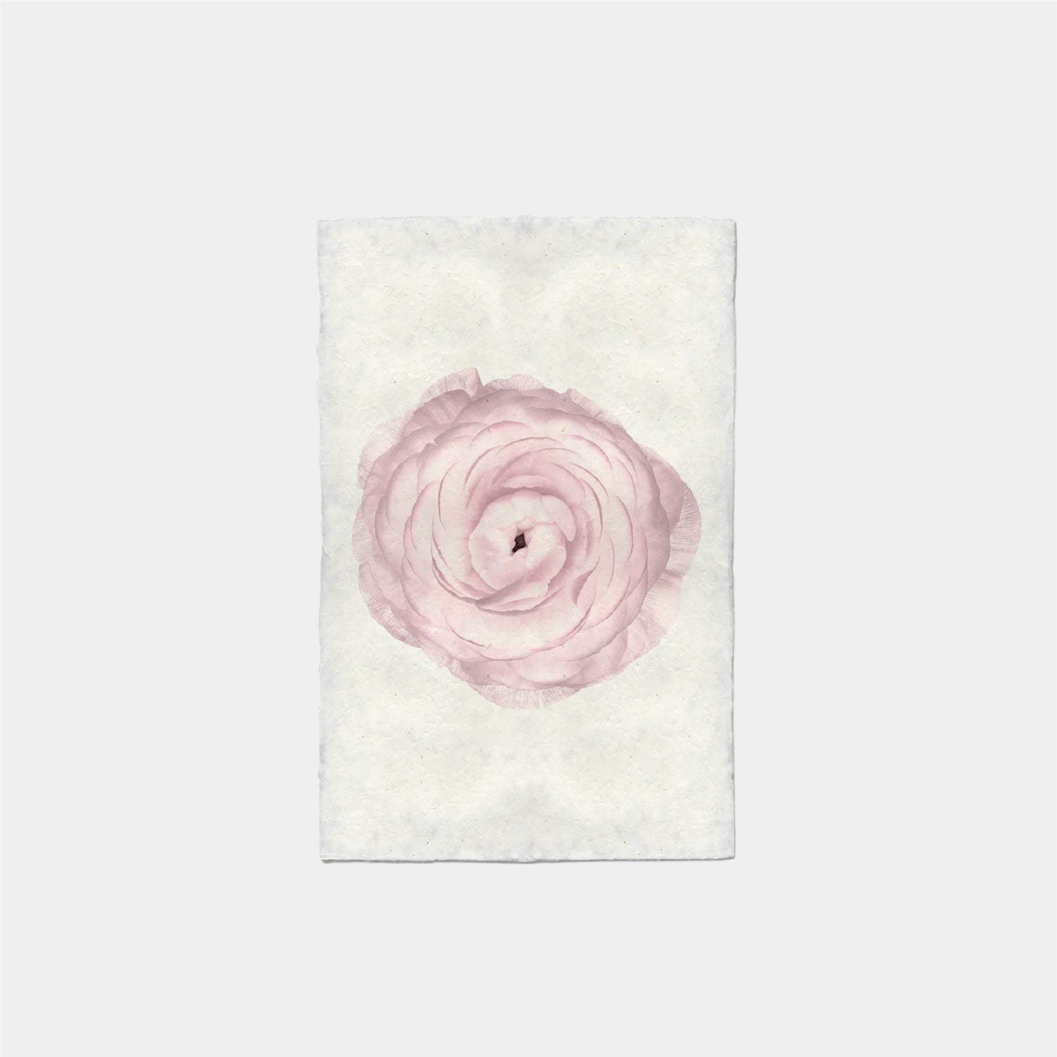 Paper Print Ranunculus Blush