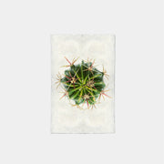 Paper Print Cactus Barril
