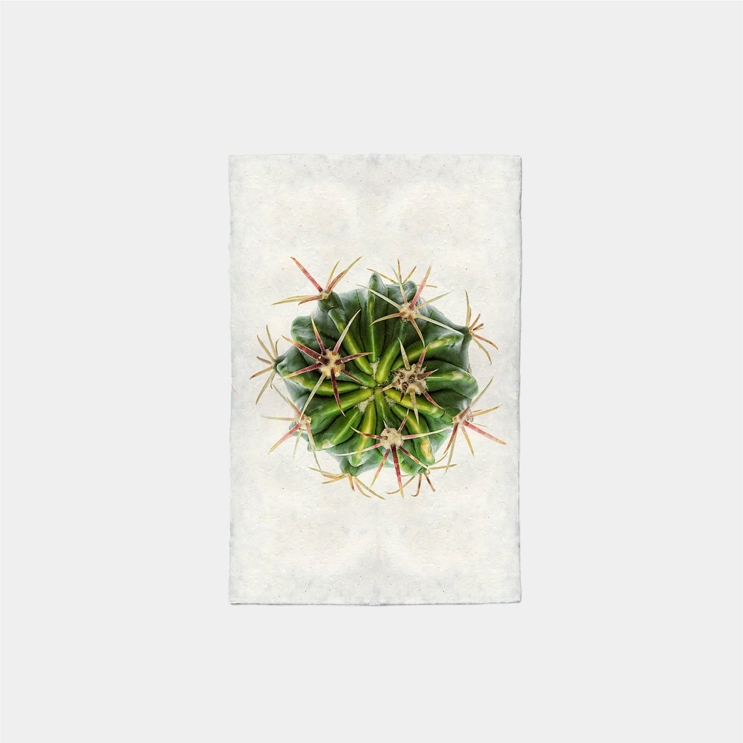 Paper Print Cactus Barril