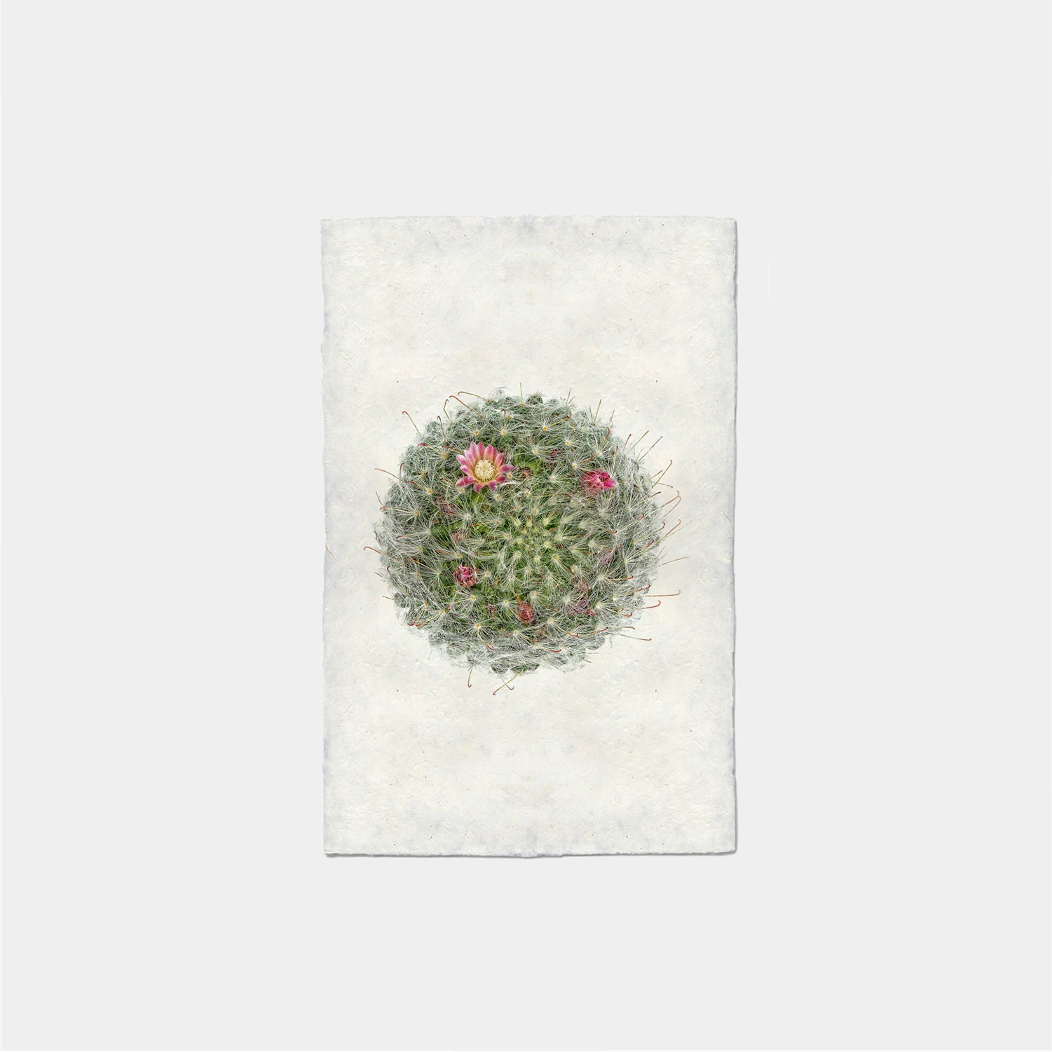 Paper Print Cactus De Hojaldre