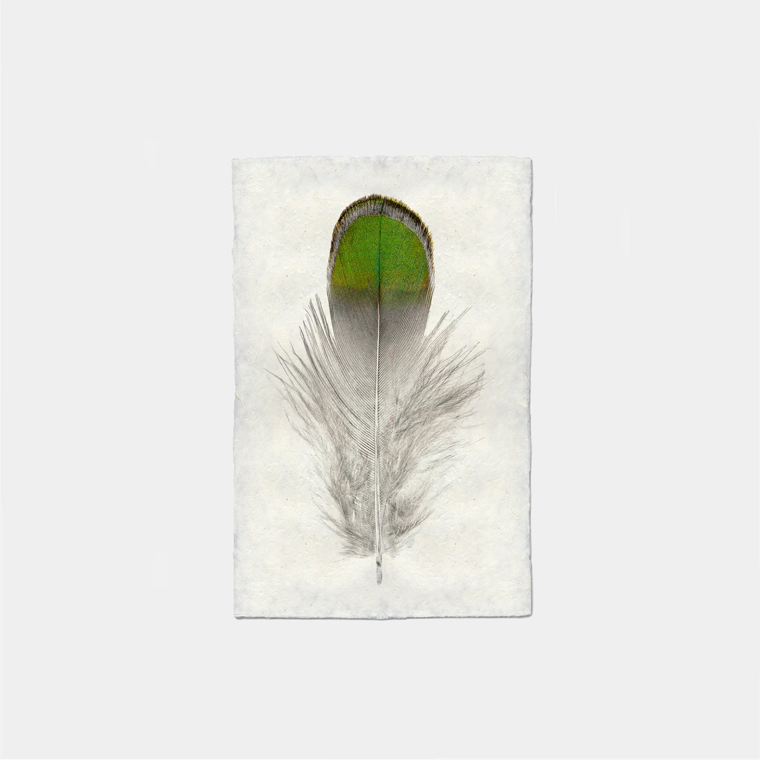 Paper Print Faisan De Lady Amherst
