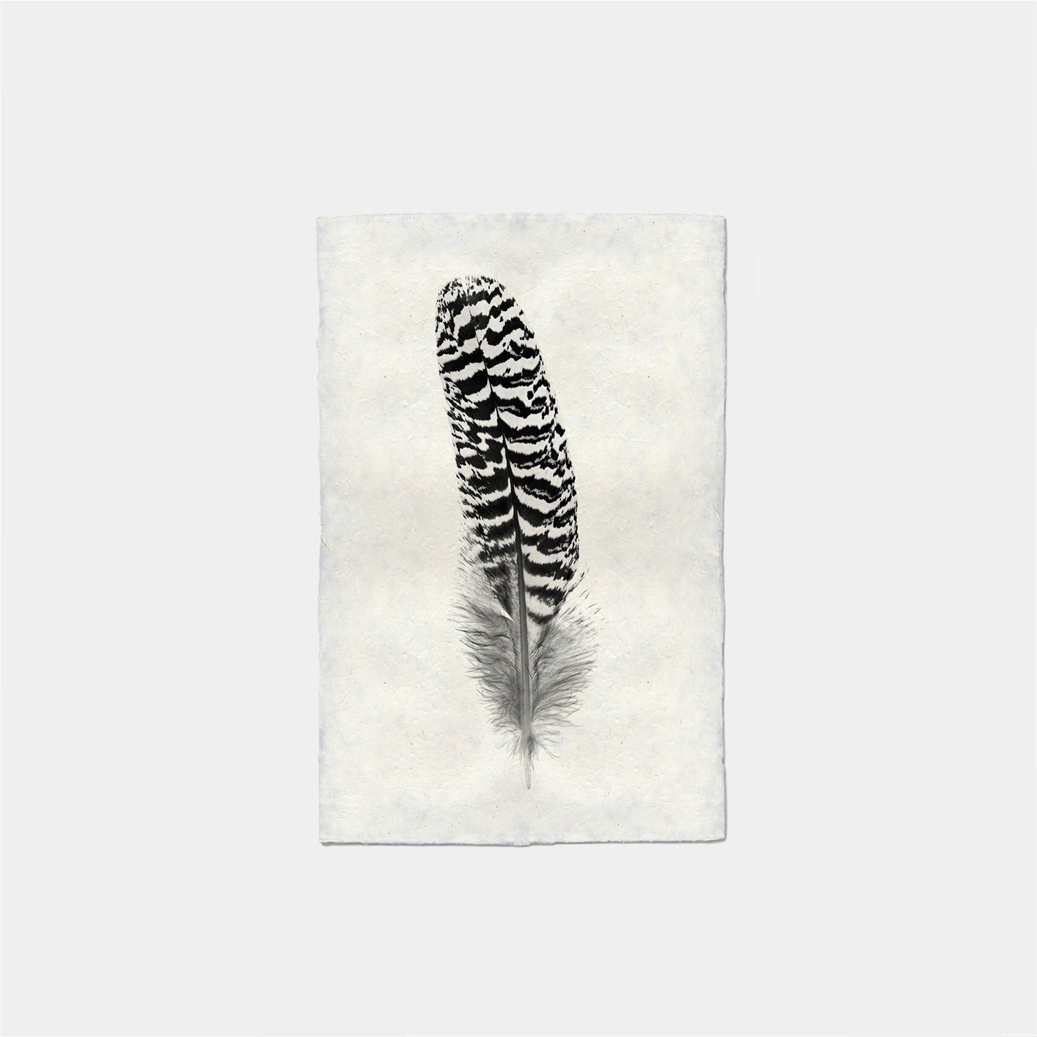 Paper Print Pluma #13