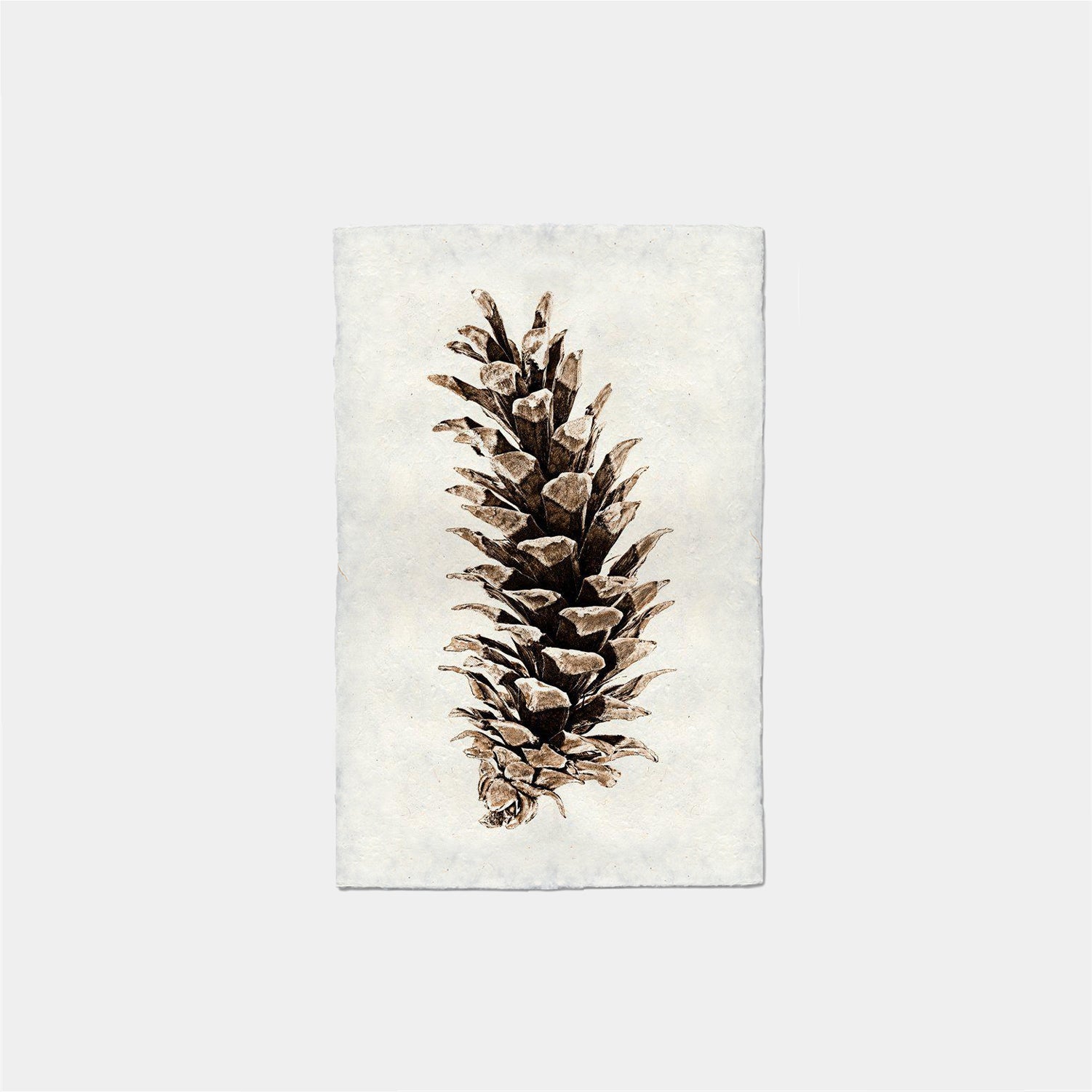 Paper Print Pino Blanco Occidental