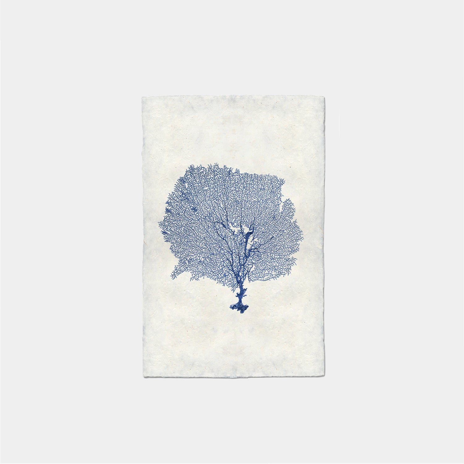 Paper Print Coral Abanico De Mar Redondo