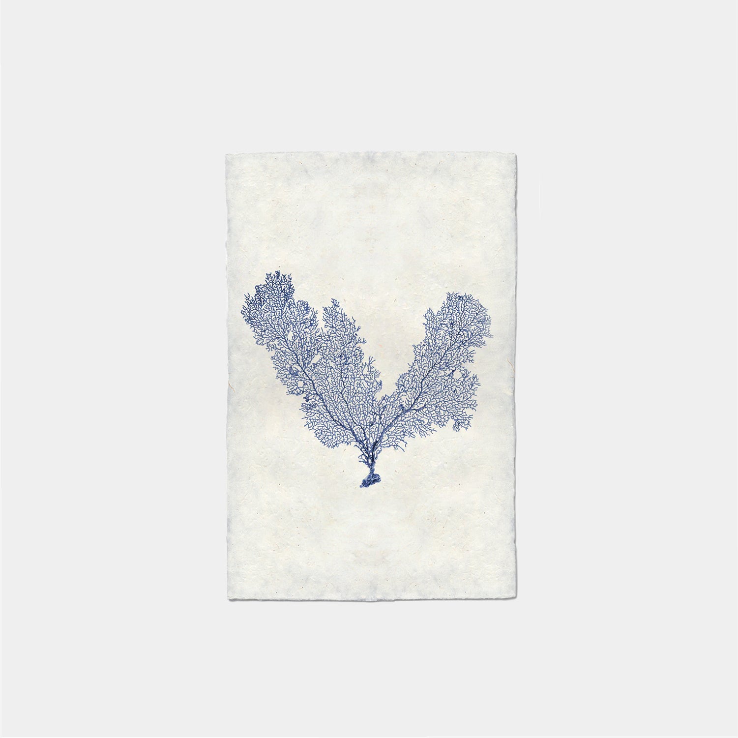 Paper Print Coral Abanico De Mar Forma V