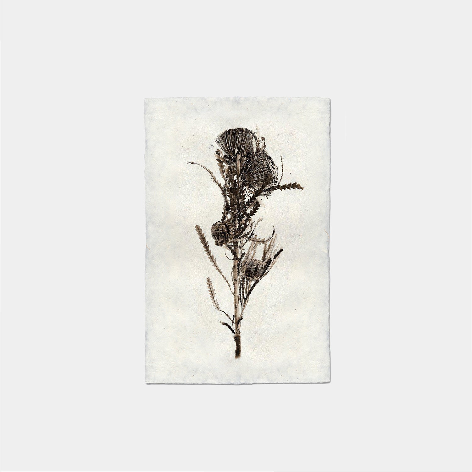 Paper Print Forma De Banksia