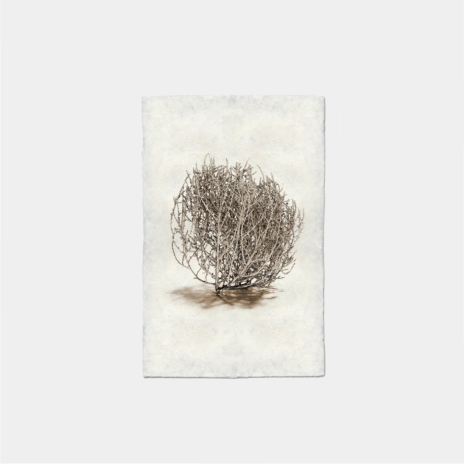Paper Print Planta Rodadora #2